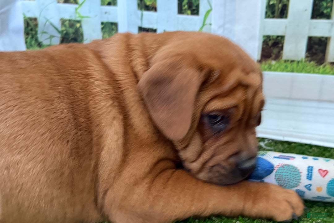 Mixed Breed dogs for sale: Mixed Breed Puppy 5 - Ad 8