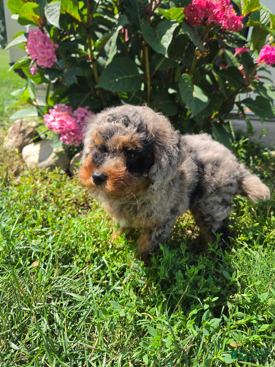 Miniature Poodle dogs for sale: Zack - Ad 10