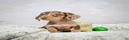 Miniature Dachshund dogs for sale: Max - Ad 4