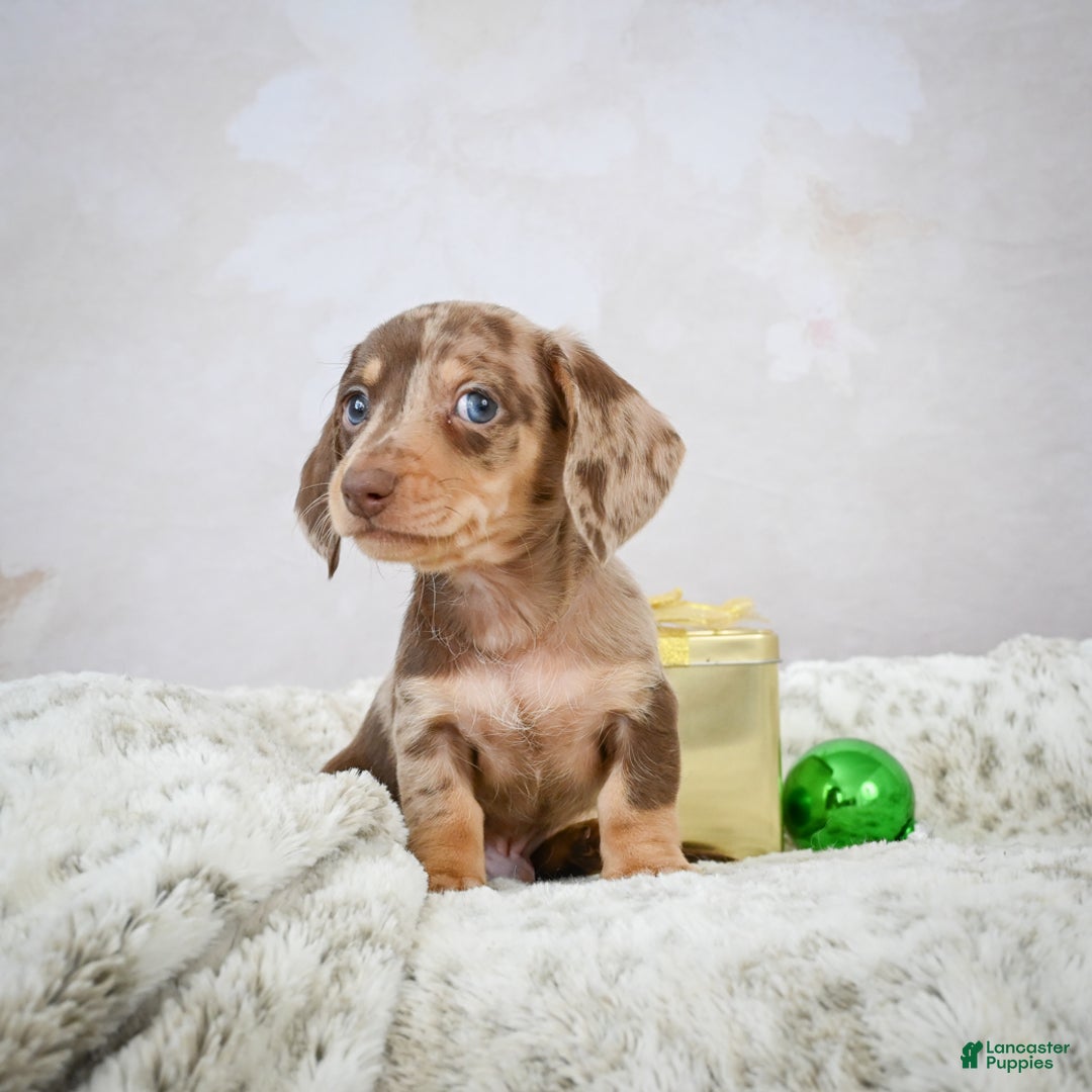Miniature Dachshund dogs for sale: Max - Ad 4
