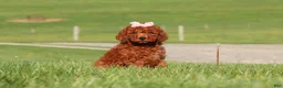 Miniature Labradoodle dogs for sale: Tilly - Ad 3