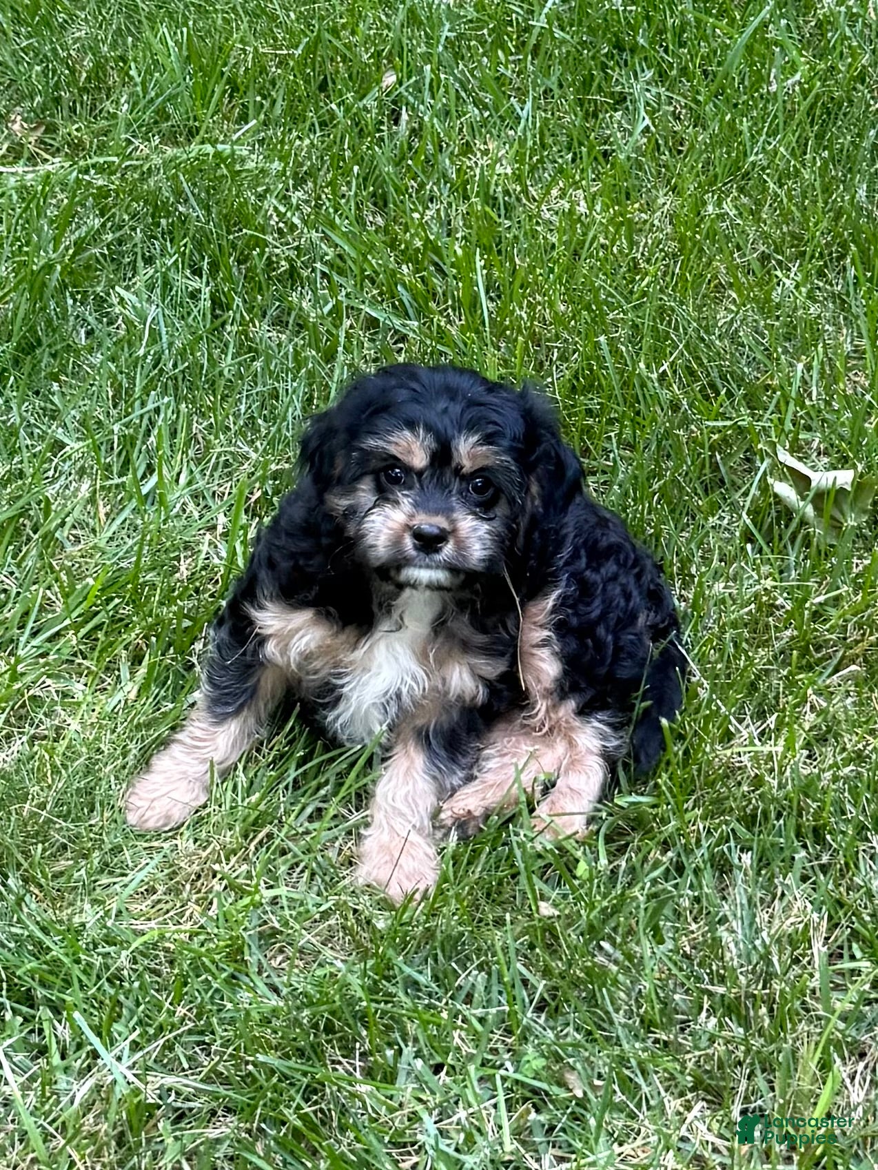 Cavapoo dogs Ace - Ad 2