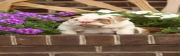 English Bulldog dogs for sale: Maple - Ad 2