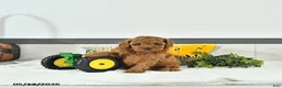 Toy Poodle dogs for sale: Terry  - Ad 3
