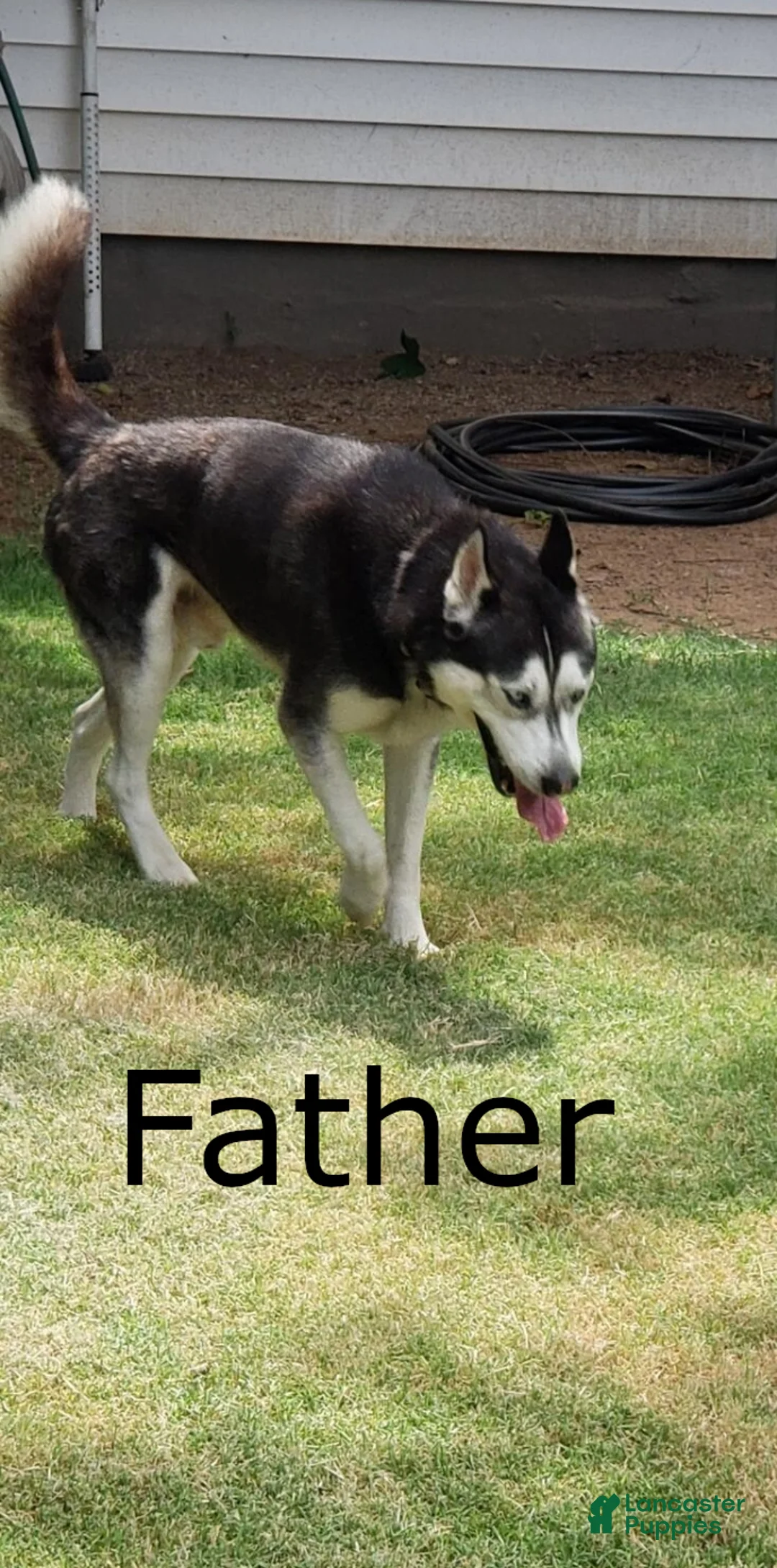 Mixed Breed dogs for sale: Mixed Breed Puppy 4 - Ad 5