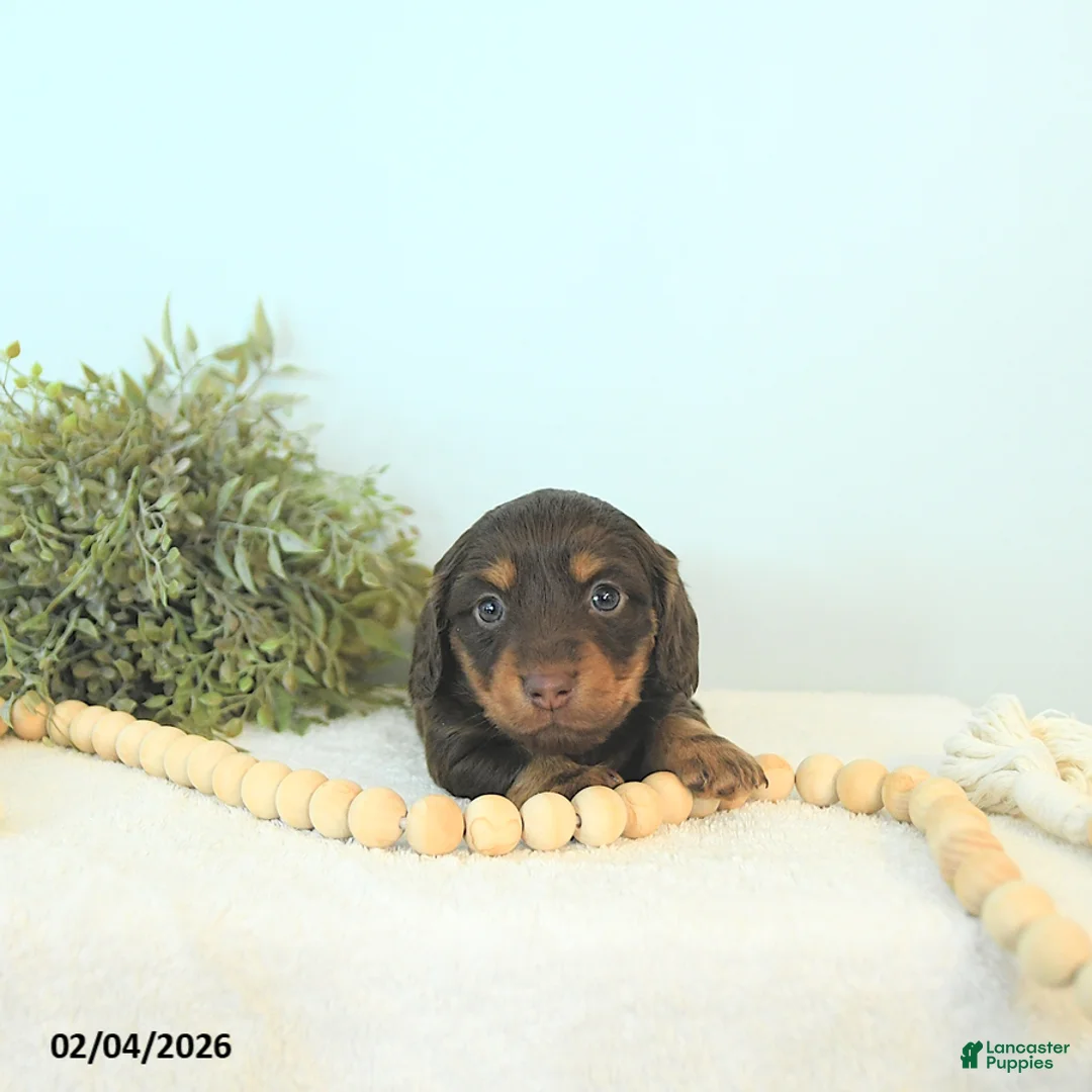 Miniature Dachshund dogs for sale: Brody - Ad 1