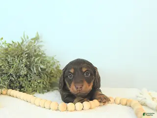 Miniature Dachshund dogs Brody - Ad 35