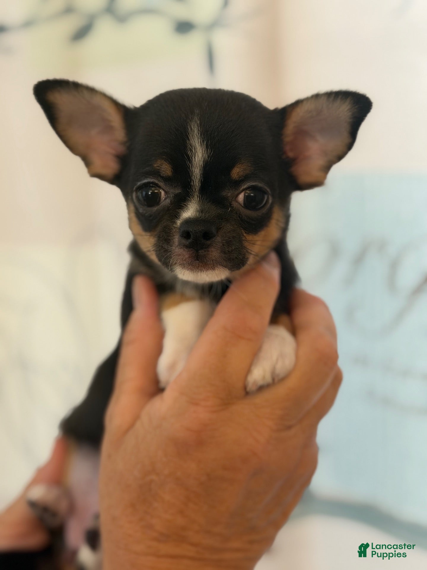 Chihuahua dogs for sale: Chihuahua 1 - Ad 1