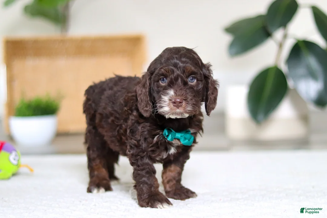 Cockapoo dogs for sale: Theo - Ad 2