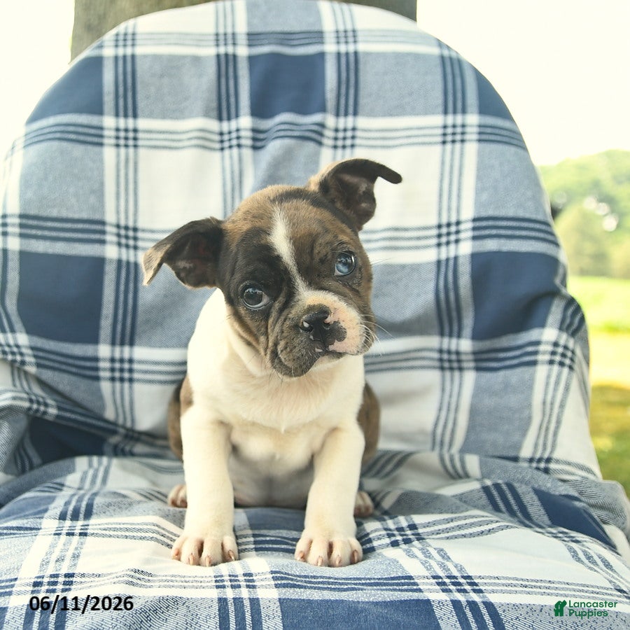 Boston Terrier dogs Flora   - Ad 2