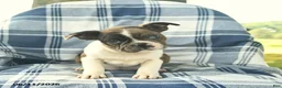 Boston Terrier dogs for sale: Flora   - Ad 2