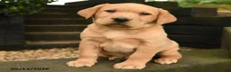 Labrador Retriever dogs for sale: Ginger - Ad 1