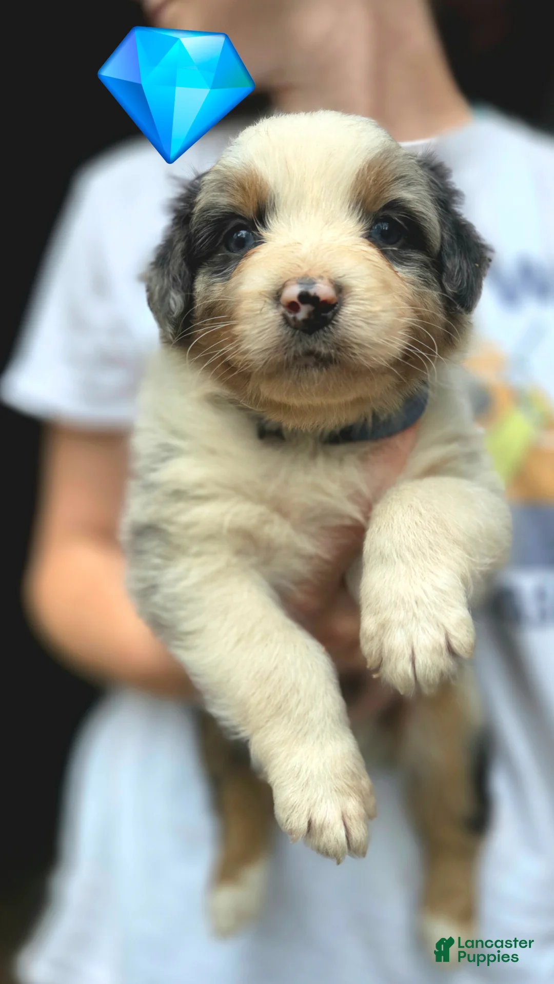 Australian Shepherd dogs for sale: Australian Shepherd Puppy 4 - Ad 1