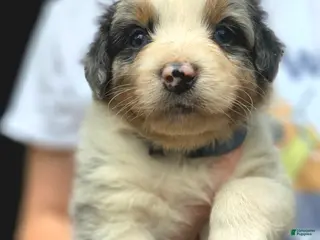 Australian Shepherd dogs Australian Shepherd Puppy 4 - Ad 27