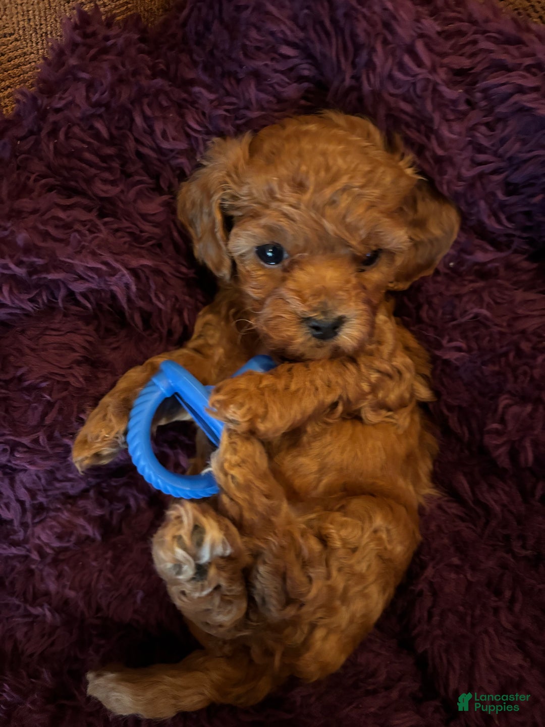 Toy Poodle dogs for sale: Toy Poodle Puppy 4 - Ad 8