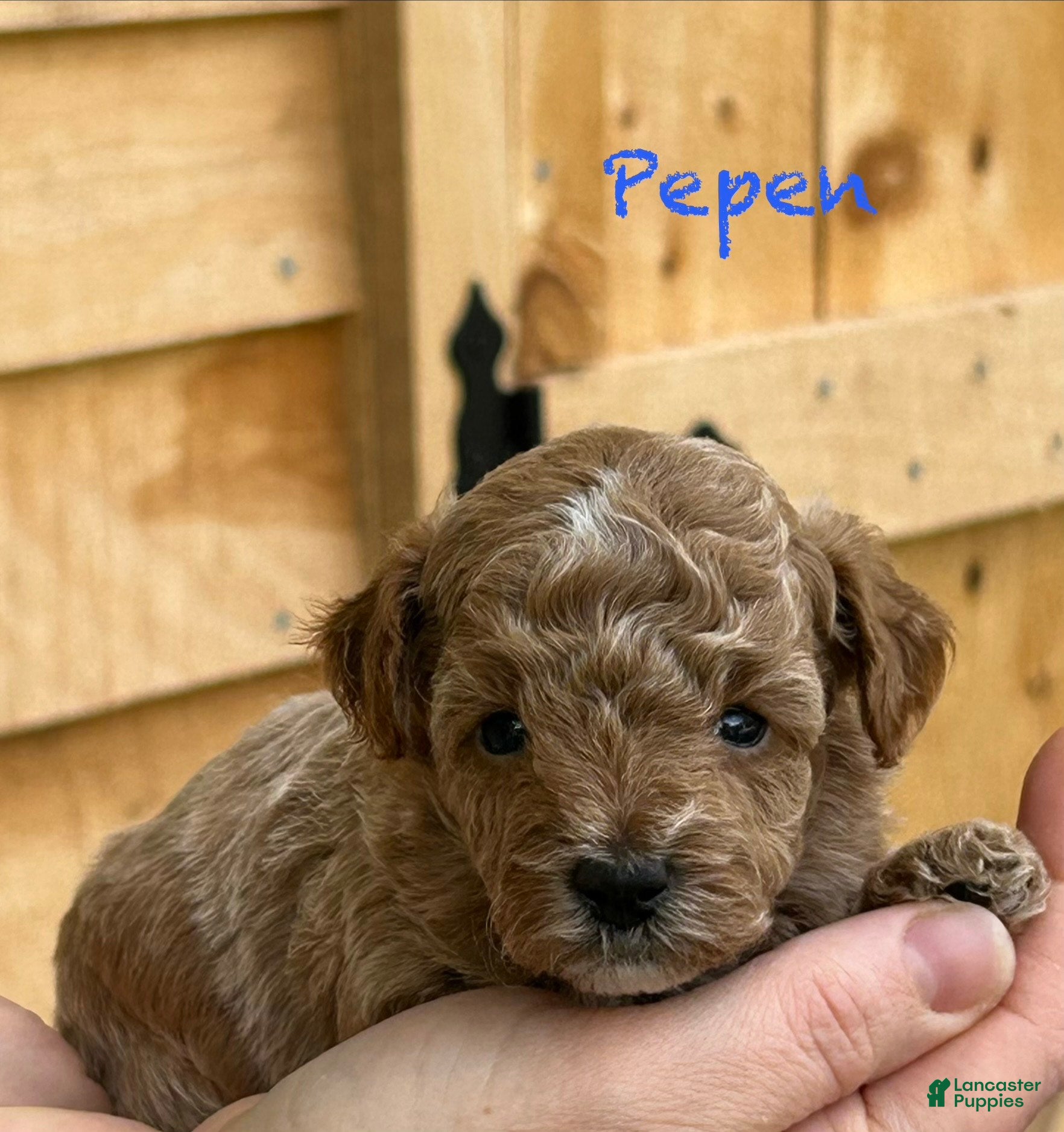 Toy Poodle dogs Pepen - Ad 16