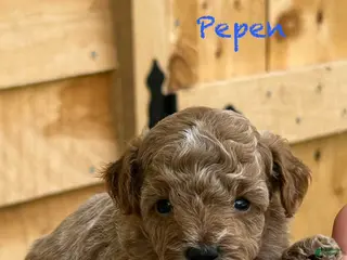 Toy Poodle dogs Pepen - Ad 16
