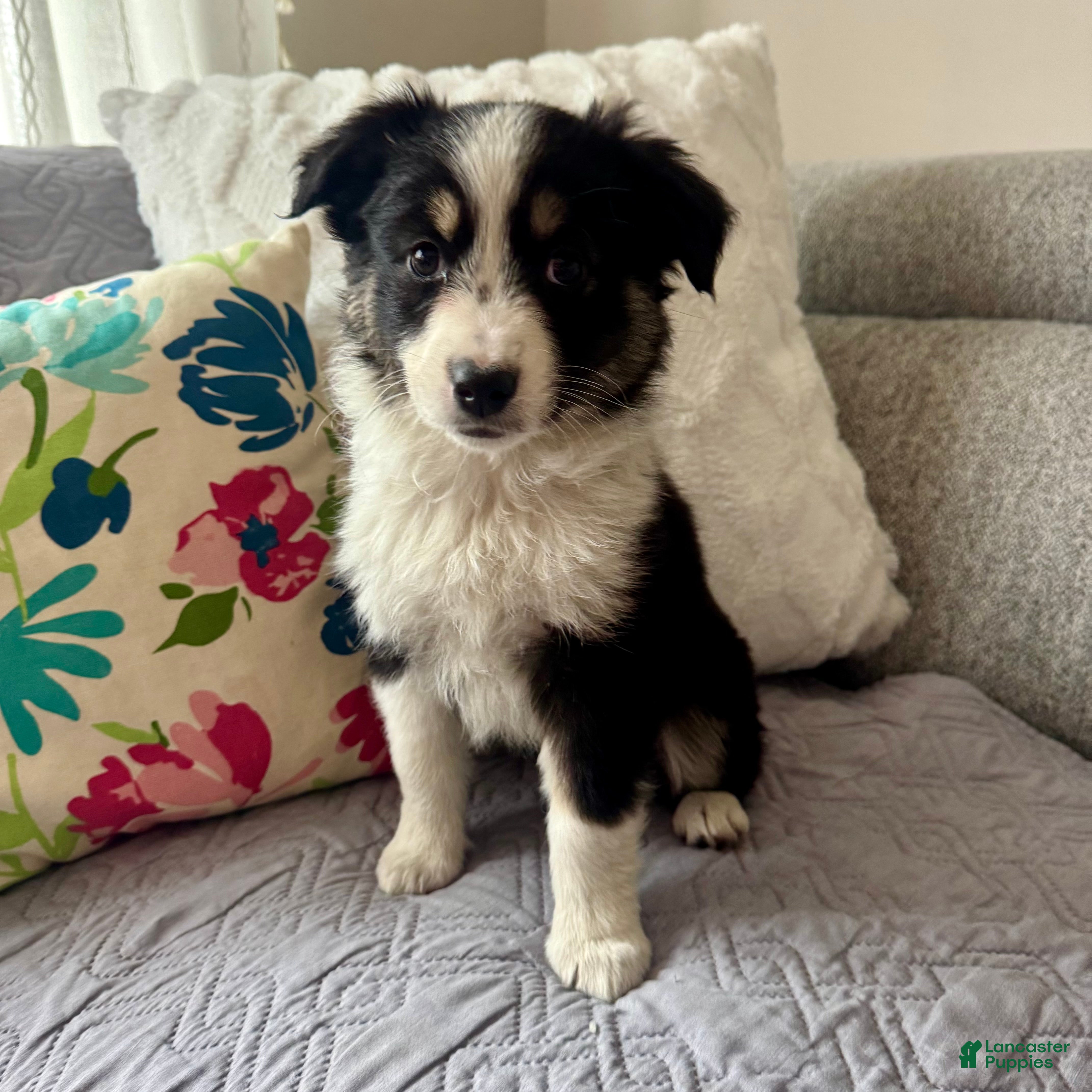 Toy Australian Shepherd dogs Luke - Ad 1