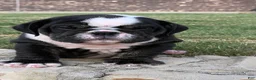English Bulldog dogs for sale: BEAR PAWS- English Bulldog  - Ad 2