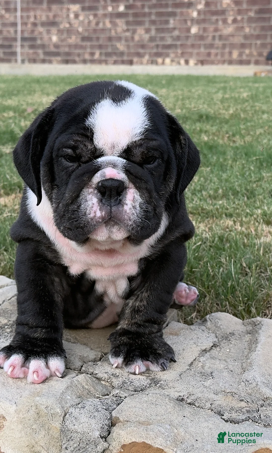English Bulldog dogs for sale: BEAR PAWS- English Bulldog  - Ad 2