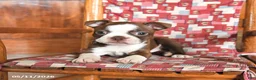 Boston Terrier dogs for sale: Waffles - Ad 3