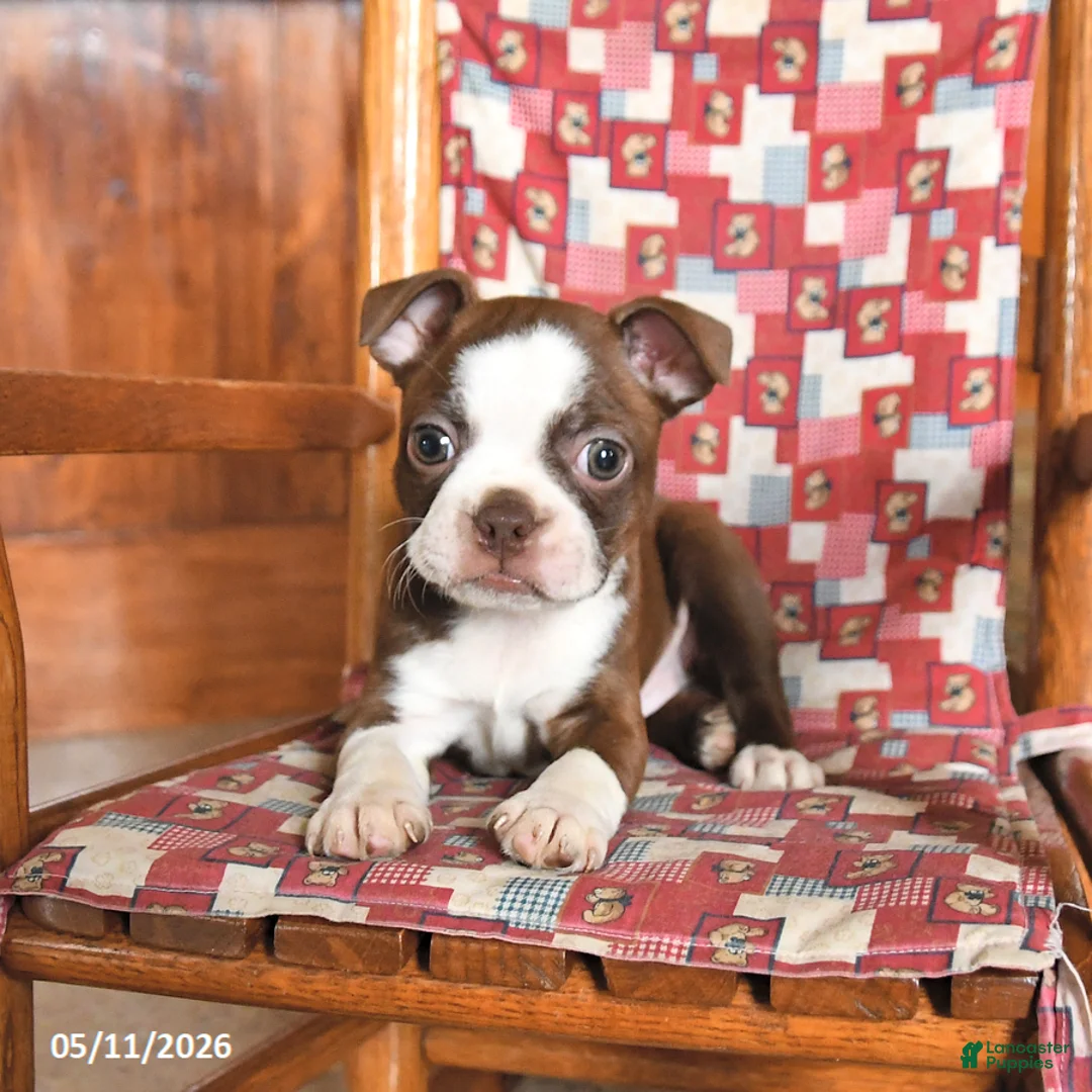 Boston Terrier dogs for sale: Waffles - Ad 3
