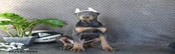 Doberman Pinscher dogs for sale: Zeke - Ad 4