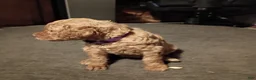 Goldendoodle dogs for sale: Purple  - Ad 10