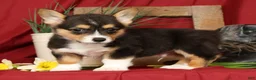 Welsh Corgi Pembroke dogs for sale: Donny Genetic Clear - Ad 2