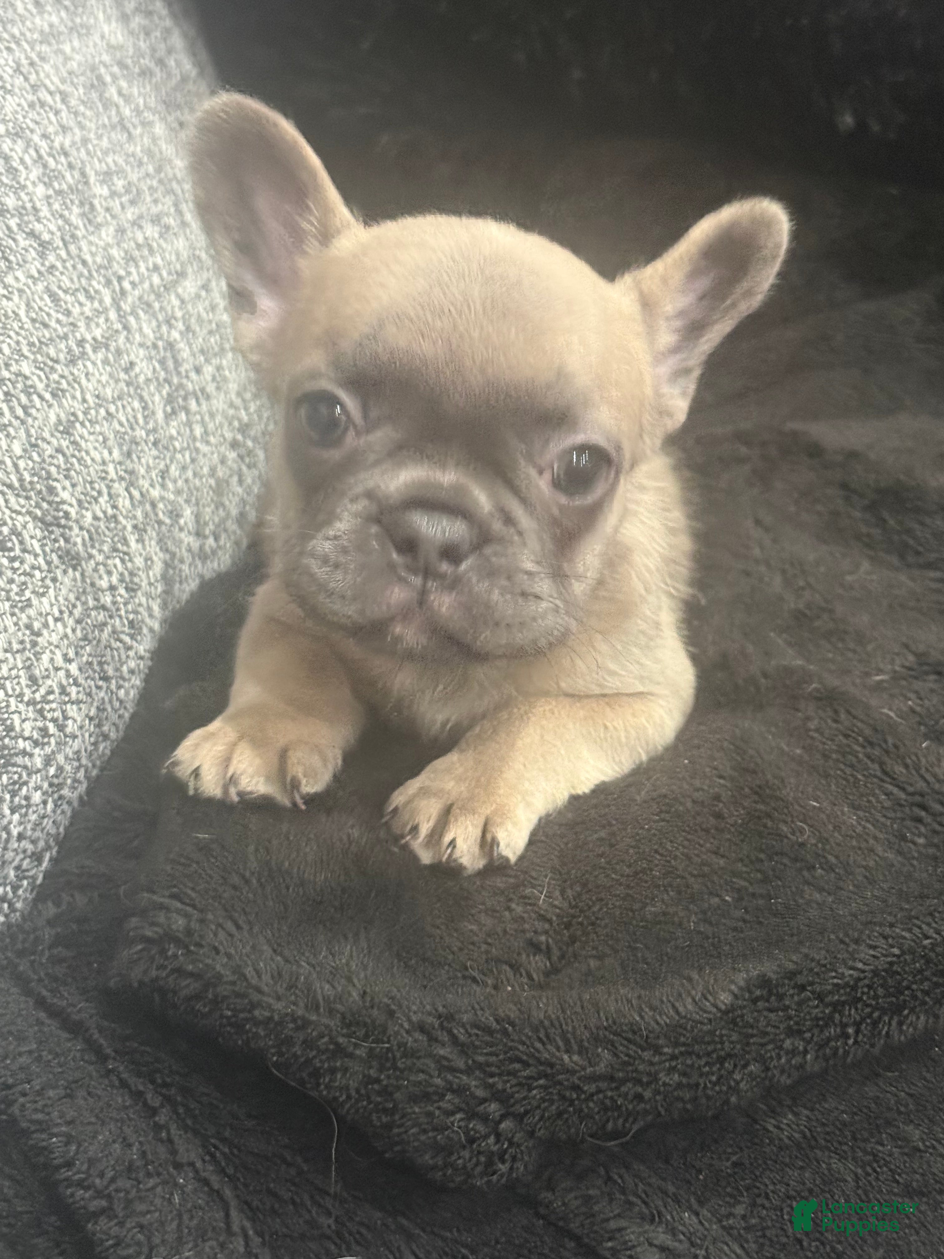 French Bulldog dogs French Bulldog Puppy 1 - Ad 36