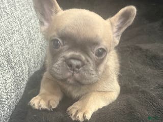French Bulldog dogs French Bulldog Puppy 1 - Ad 36