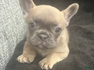 French Bulldog dogs French Bulldog Puppy 1 - Ad 2