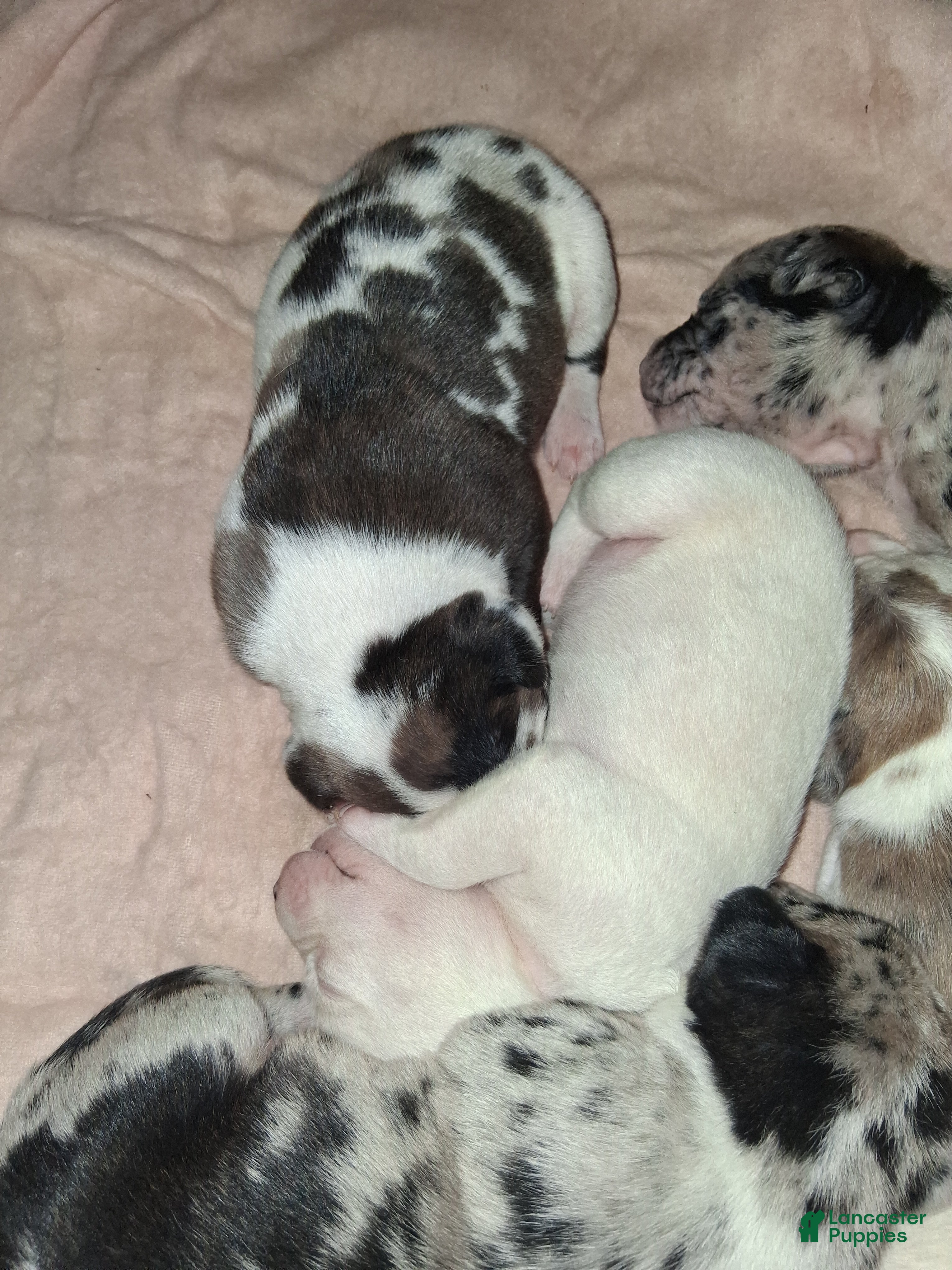 American Pit Bull Terrier dogs American Pit Bull Terrier Puppy 6 - Ad 17