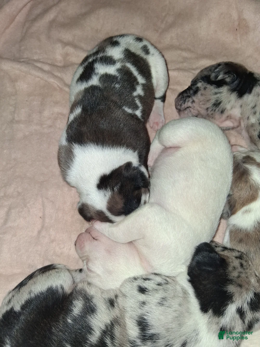 American Pit Bull Terrier dogs for sale: American Pit Bull Terrier Puppy 6 - Ad 1