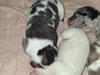 American Pit Bull Terrier dogs American Pit Bull Terrier Puppy 6 - Ad 22