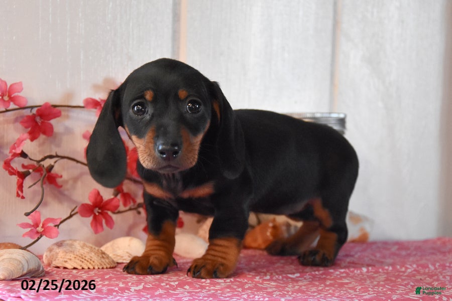 Miniature Dachshund dogs Audrey - Ad 2