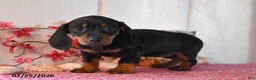 Miniature Dachshund dogs for sale: Audrey - Ad 2