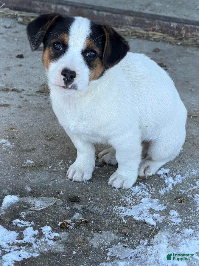 Jack Russell Terrier dogs Jacob - Ad 17