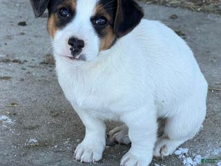 Jack Russell Terrier dogs Jacob - Ad 32
