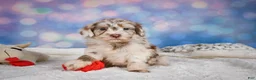 Mini Goldendoodle dogs for sale: Lucy - Ad 7