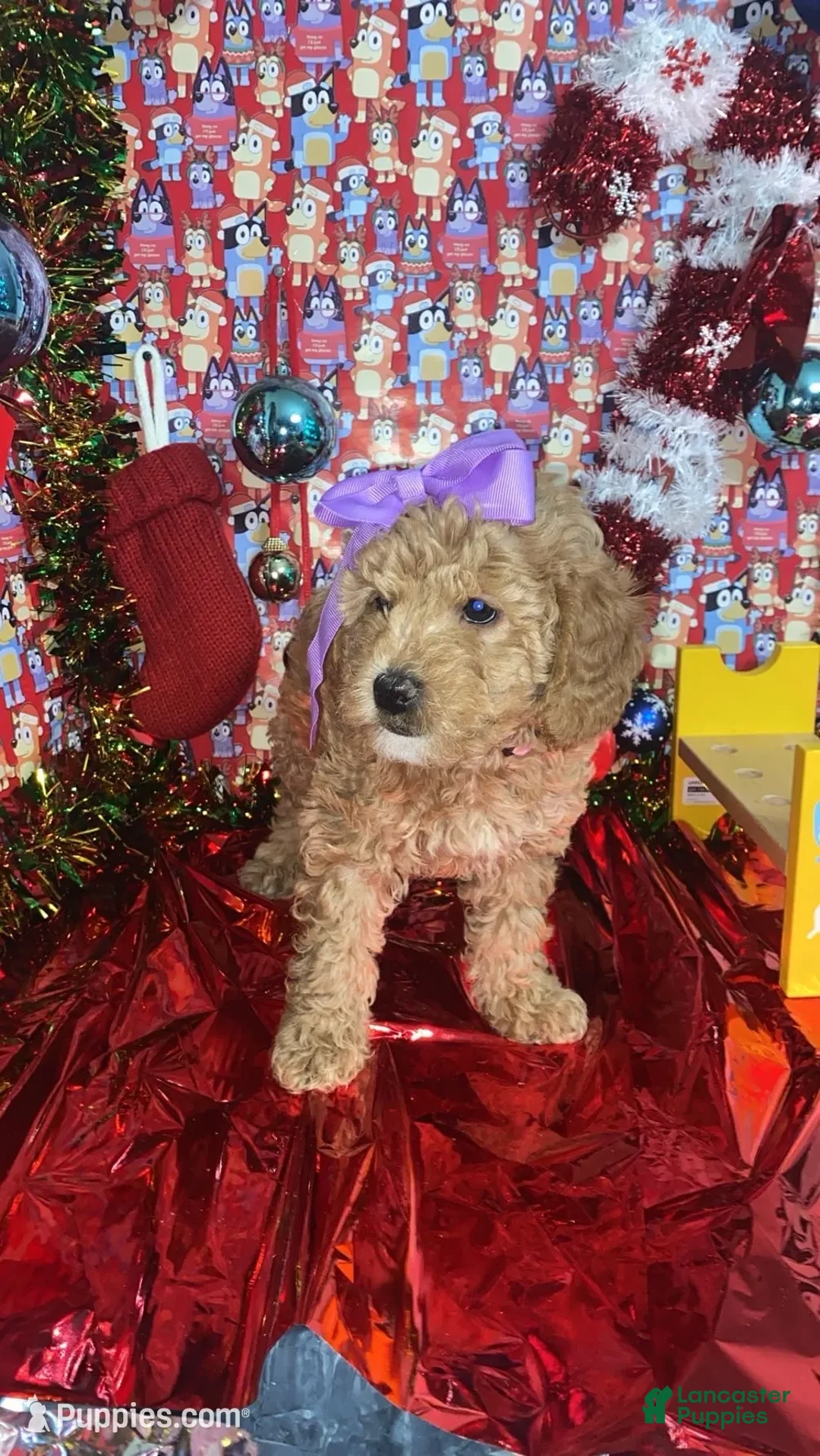 Mini Goldendoodle dogs for sale: Storm - Ad 5