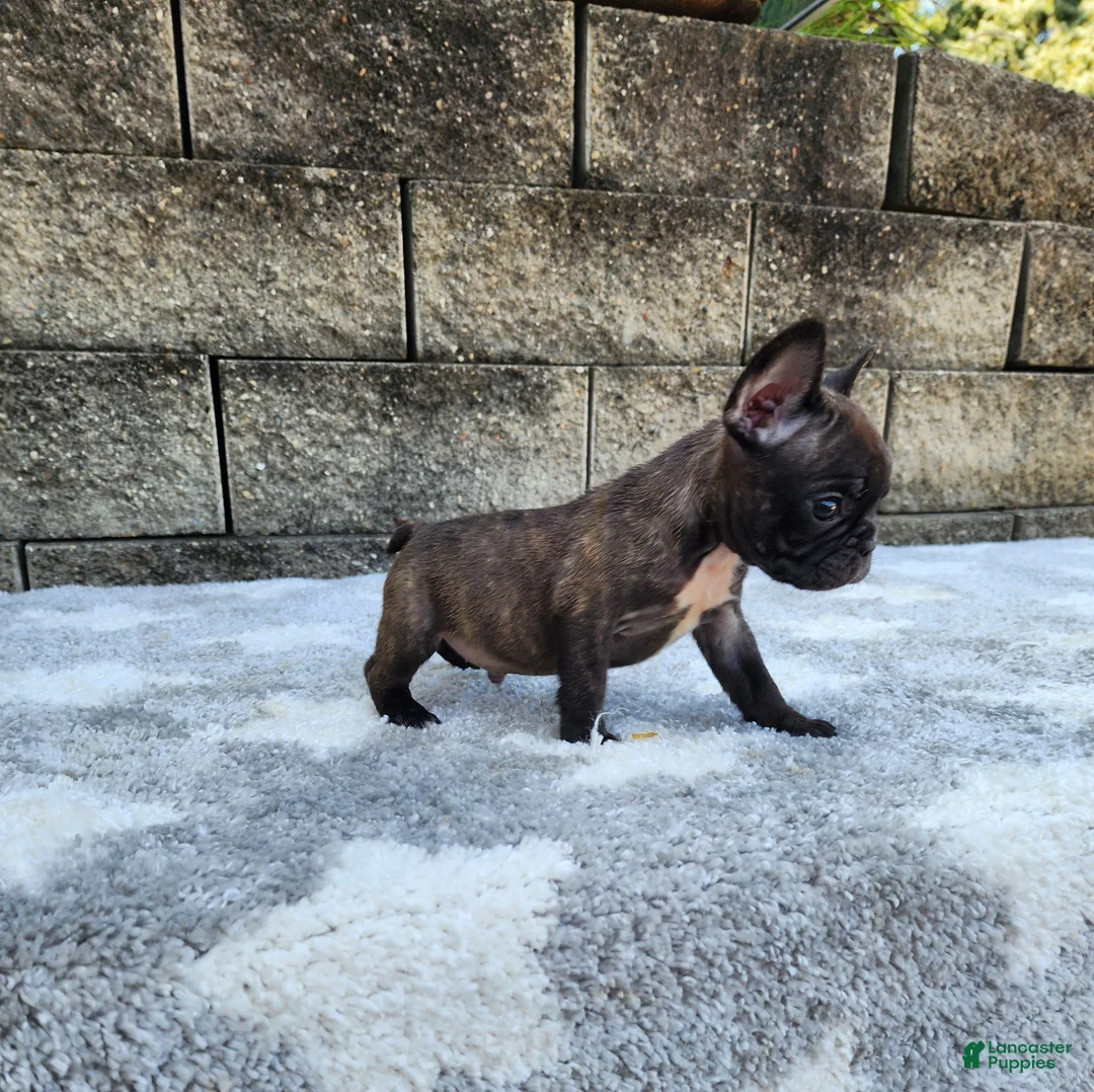 French Bulldog dogs for sale: Daisy - Ad 12