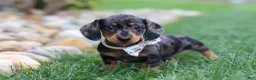 Miniature Dachshund dogs for sale: Lila - Ad 6