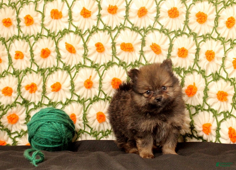 Pomeranian dogs Karter - Ad 1