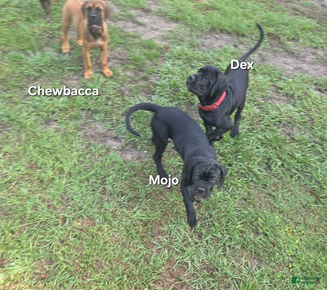 Cane Corso dogs Cane Corso 3 - Ad 41