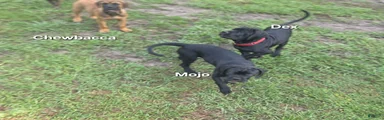 Cane Corso 3