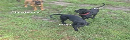 Cane Corso dogs for sale: Cane Corso 3 - Ad 1