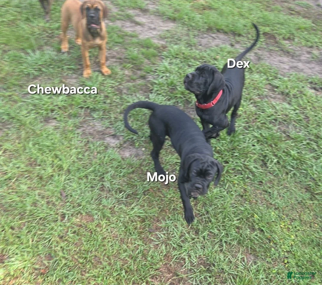 Cane Corso dogs for sale: Cane Corso 3 - Ad 1