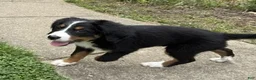 Bernese Mountain Dog dogs for sale: Daisy - Ad 3
