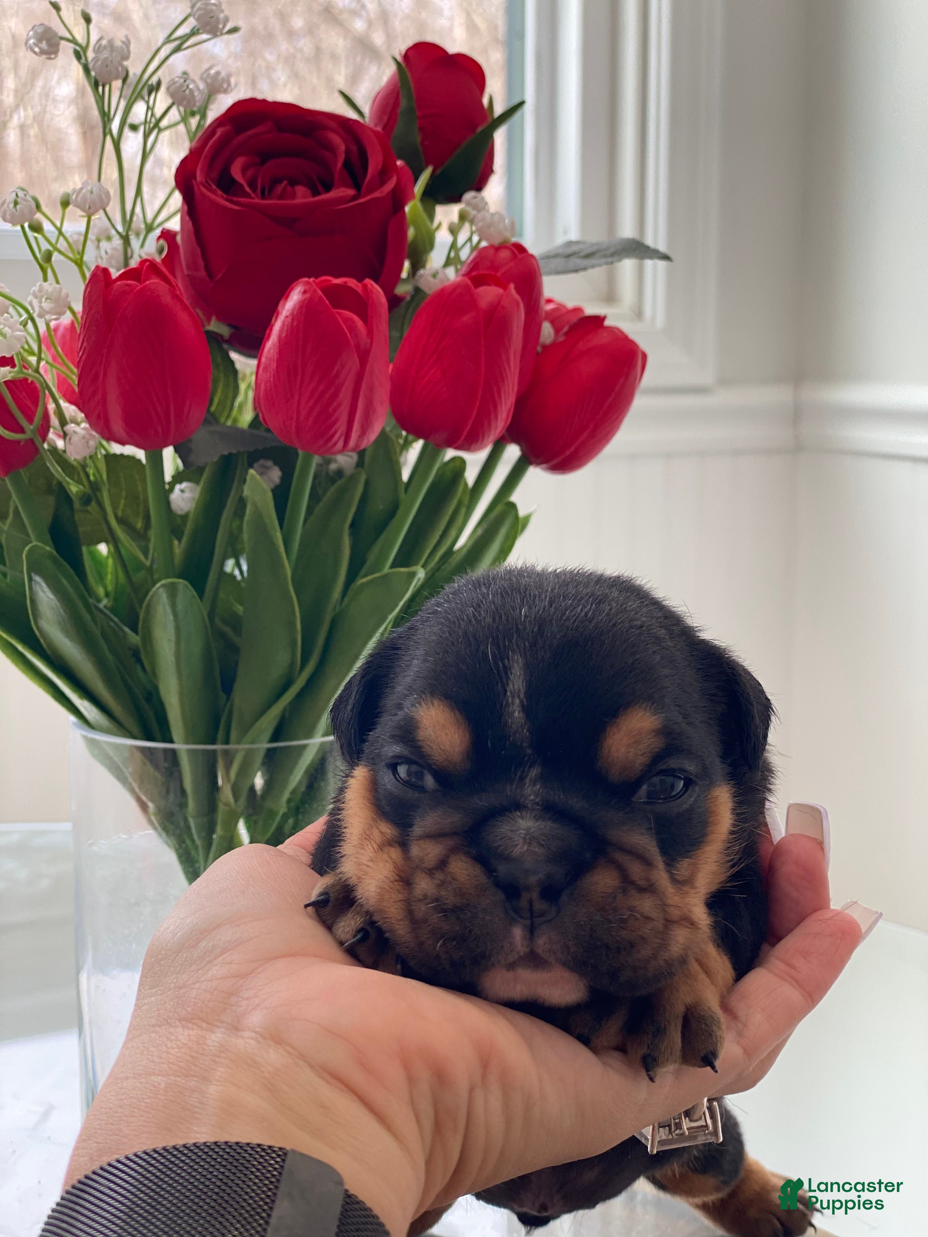 English Bulldog dogs Cuddles - Ad 38